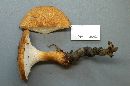 Polyporus radicatus image